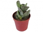 Succulents - K