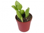 Succulents - L
