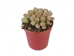 Succulents - M