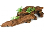 Driftwood root - 213619