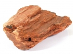 Lithified Wood stone