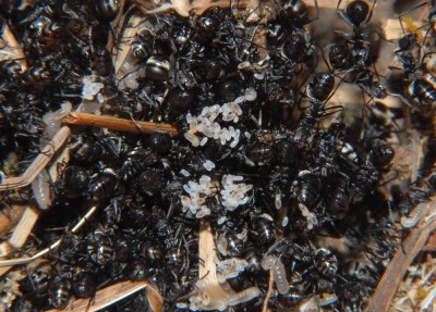 08_Polyrhachis dives_2008-10-06_001_small.jpg