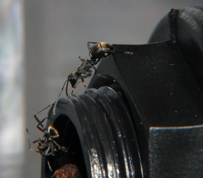 08_Polyrhachis dives_2008-10-07_001_small.jpg