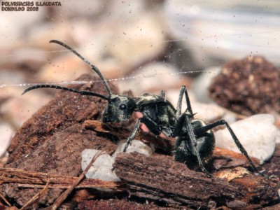 Polyrhachis illaudata 001.jpg