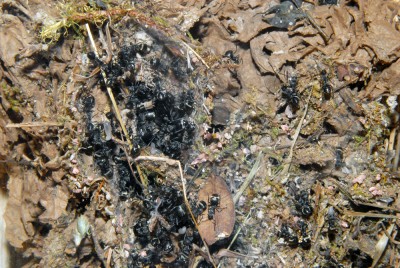 08_Polyrhachis dives_2008-10-10_003_klein.jpg