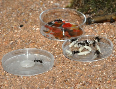 08_Polyrhachis dives_2008-10-10_008_klein.jpg