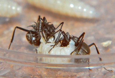 08_Polyrhachis dives_2008-10-10_001_klein.jpg