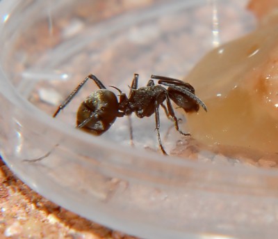 08_Polyrhachis dives_2008-10-10_002_klein.jpg