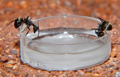 08_Polyrhachis dives_2008-10-12_002_klein.jpg