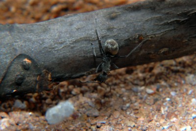 08_Polyrhachis dives_2008-10-12_022_klein.jpg