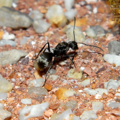 08_Polyrhachis dives_2008-10-14_008_klein.jpg