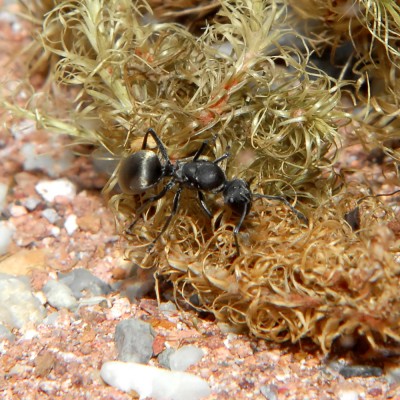 08_Polyrhachis dives_2008-10-14_009_klein.jpg