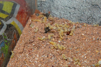 08_Polyrhachis dives_2008-10-14_016_klein.jpg