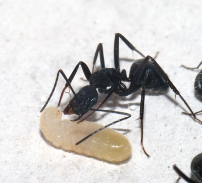 07_03_Larve wird gefüttert.jpg