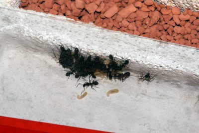 07_03_Teil der Kolonie.jpg