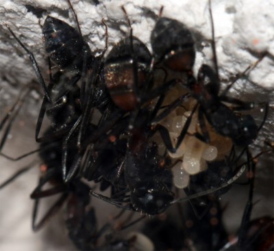 07_03_Teile der Brut.jpg