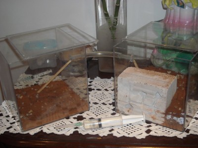 DSCN0562 - Cópia.JPG