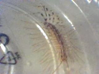 Video call snapshot 26.png