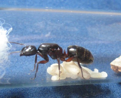 Camponotus herculeanus Puppe 2.jpg