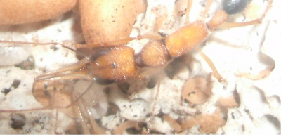 Harpegnathos jung.png