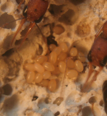 Harpegnathos Eier.png