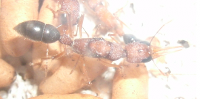 Harpegnathos Königin.png