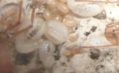 Harpegnathos drei larven.png