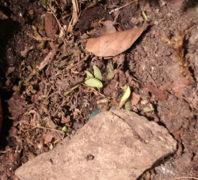 Harpegnathos Nesteingang.jpg