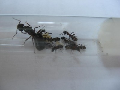 Camponotus herculeanus 26.09.2010.jpg
