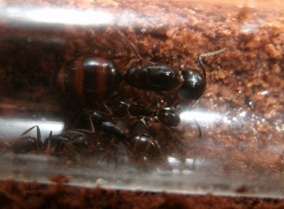 Camponotus n..jpg