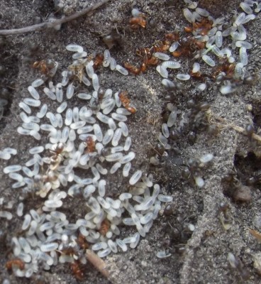 Ameisenüberfall 1.jpg