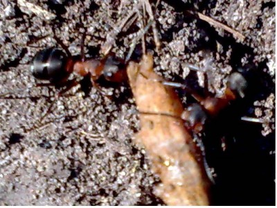 Ameisen3.jpg