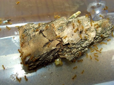 Lasius flavus Männchen.JPG