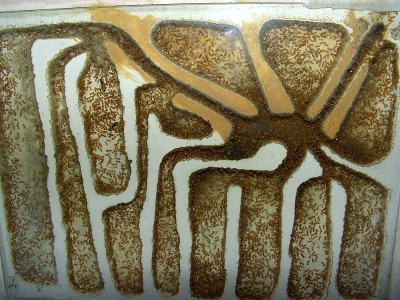 Lasius flavus Nest.JPG