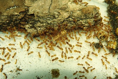 Lasius flavus _1.JPG