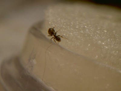 Ameise verklebt 1.jpg