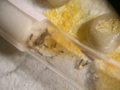 Neue Kolonie 002.jpg