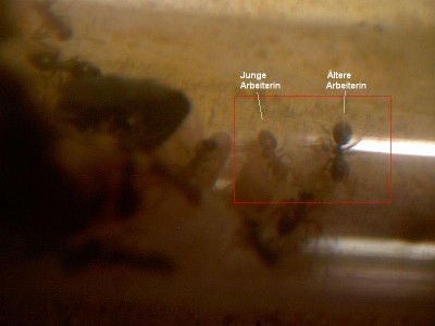 Lasius niger - Junge Arbeiterin 002.jpg