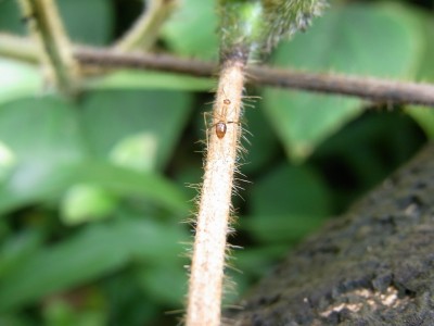 15 Big Island (40).JPG