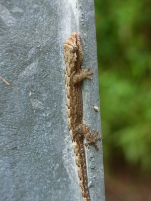 15 Big Island (53).JPG