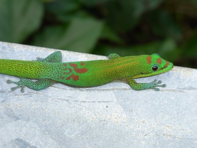 17 Big Island (55).JPG