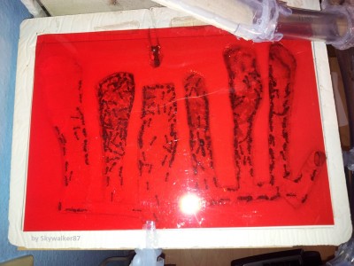 Gipsnest am 10.03.2014 / nigriceps_Gipsnest.jpg nigriceps_Gipsnest.jpg