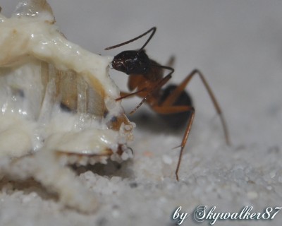 Camponotus_nigriceps_Futter_3.jpg
