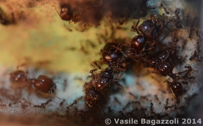 DSC_0041a antstore.jpg