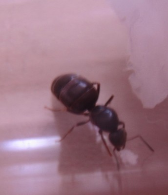 ant3.JPG
