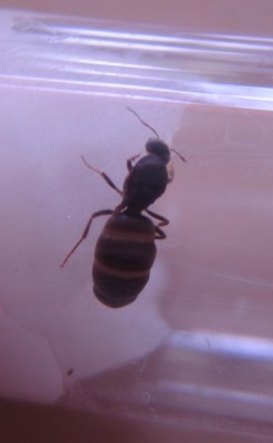 ant10.JPG