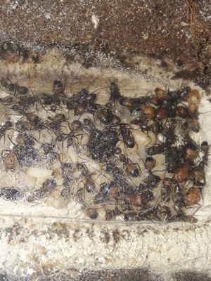 Neben den großen Bruthaufen, gibt es noch weitere kleinere. Das Nest ist feucht, das machen sie selbst. Bei Starterkolonien sollte man noch selbst Befeuchten. / 20190730_161727.jpg 20190730_161727.jpg