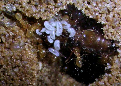 Nest 13. Tag (a).jpg