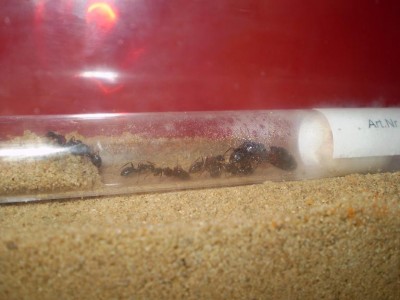 Camponotus ligniperda die ersten Tage.JPG