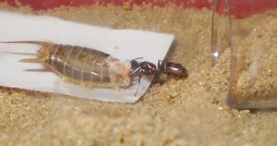 C.l. und Heimchen.JPG